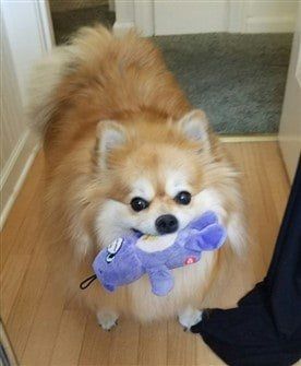 cute-pomeranian-with-toy
